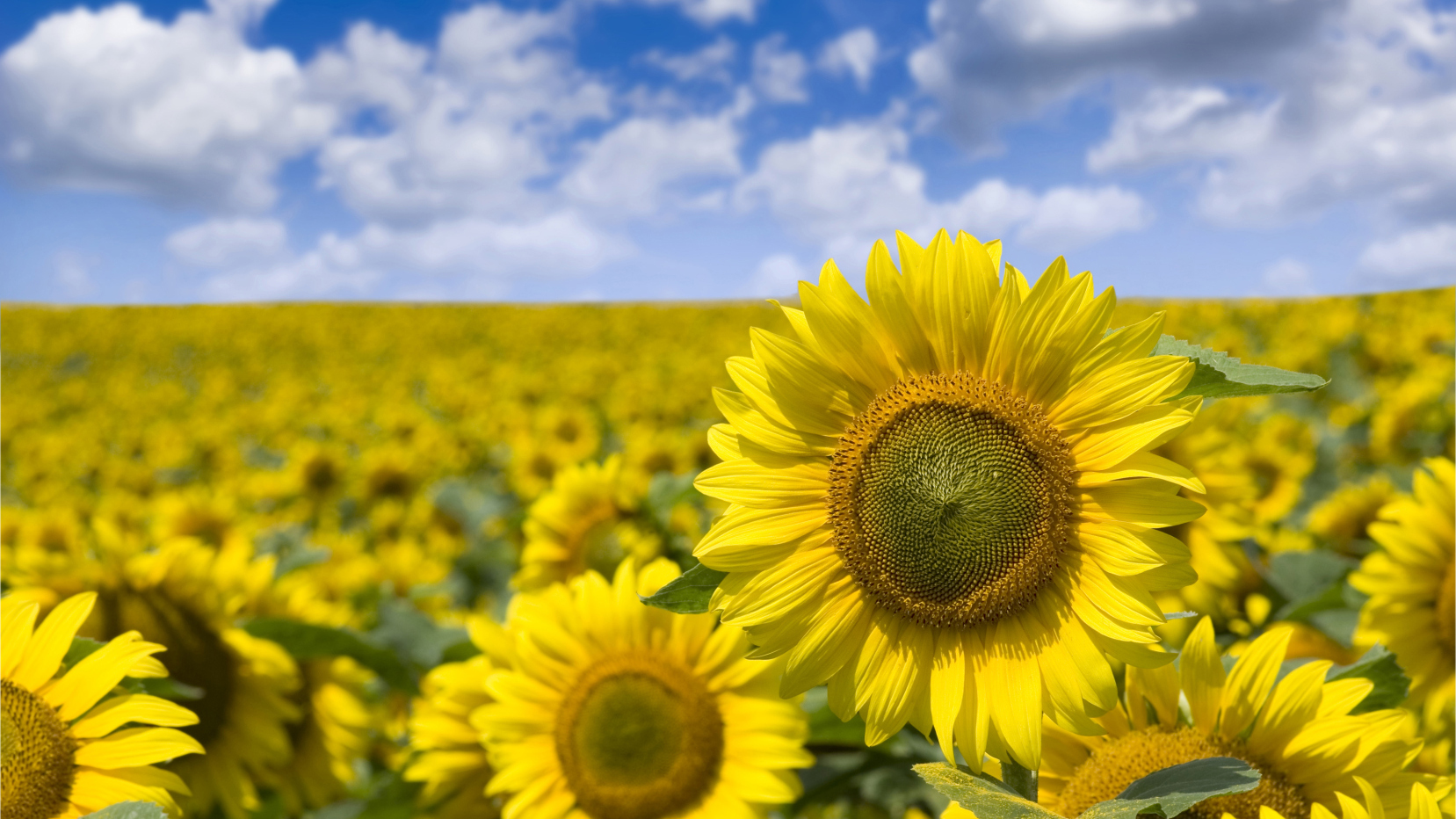 Sunflowers